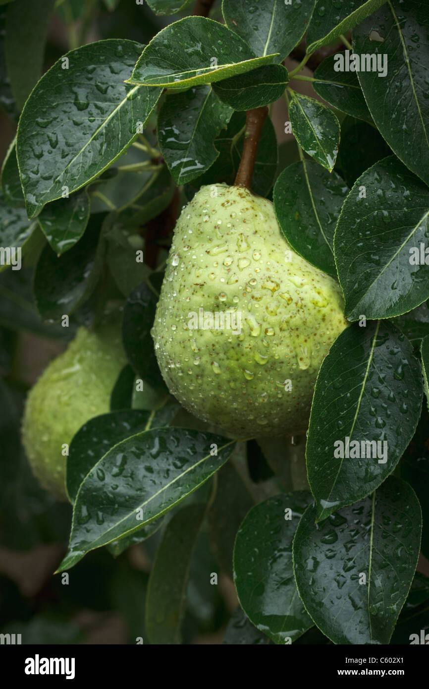 Close up of bartlett pear with water drops, ripening on a tree in an orchard Stock Photo