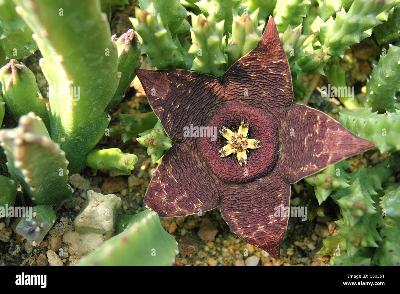 Starfish flower Orbea lepida flower close up Stock Photo