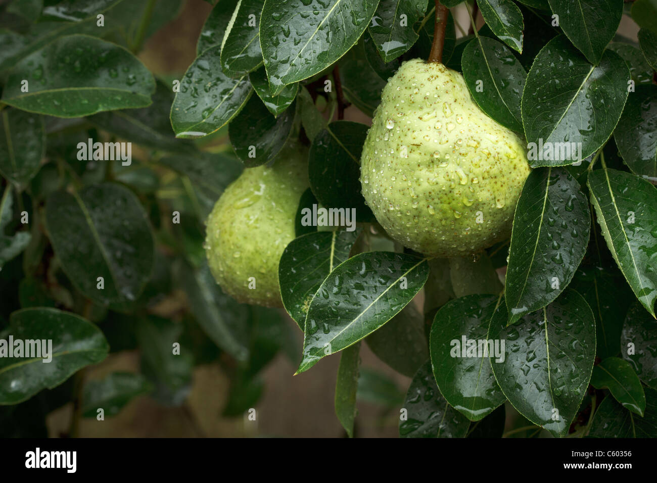 Close up of bartlett pear with water drops, ripening on a tree in an orchard Stock Photo