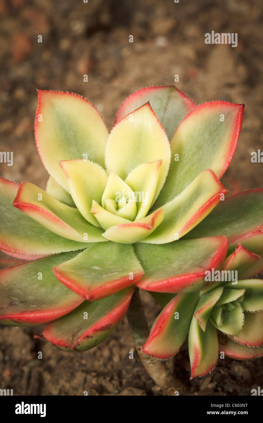 succulent trees Assorted Succulents Bonsai Tree 6 Inch – Bonsai Gifts Nursery main image 1