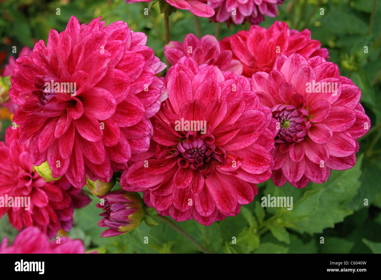 Cluster of red dahlias dahlia close up Stock Photo