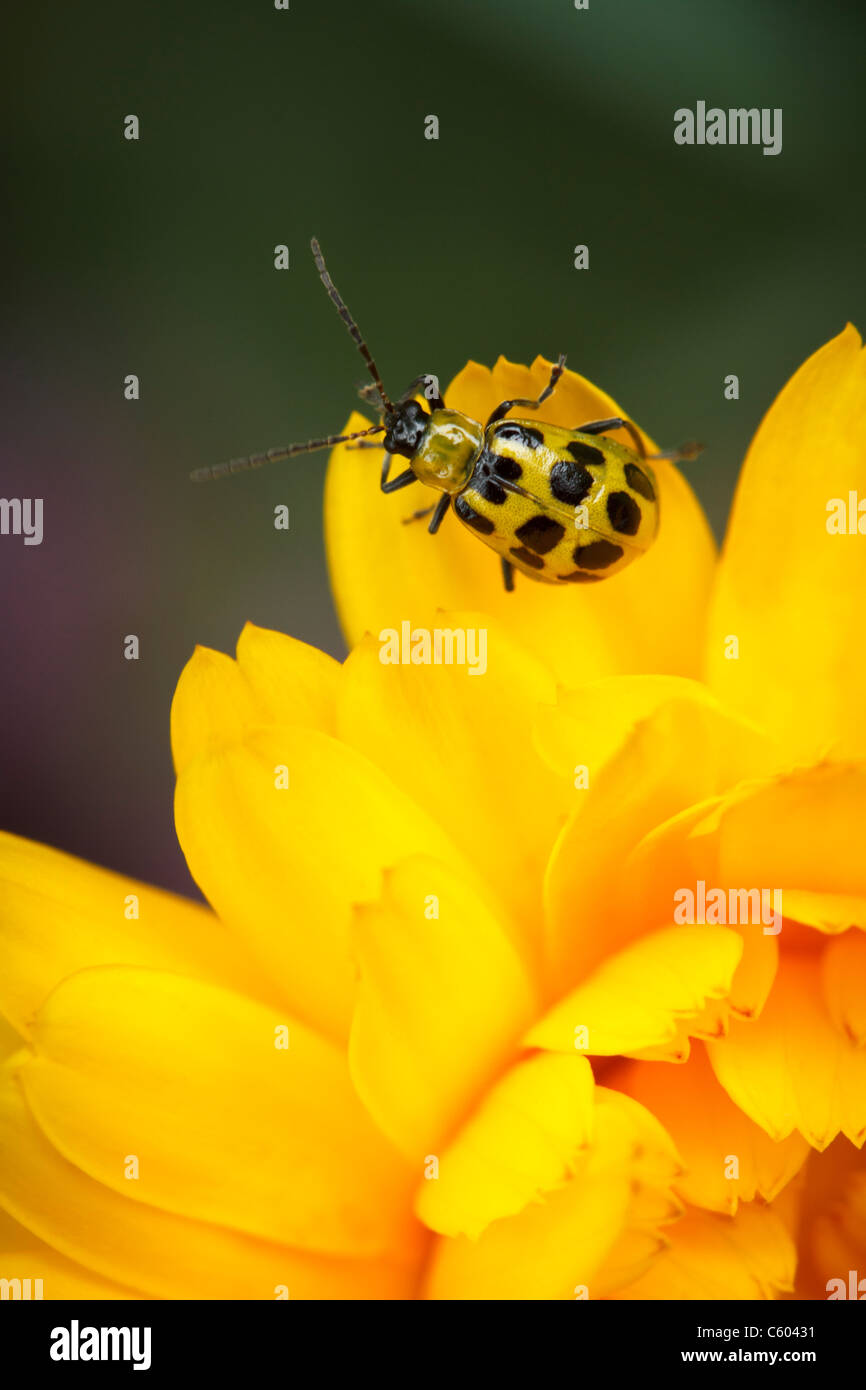 Flying beetle flower hi-res stock photography and images - Alamy