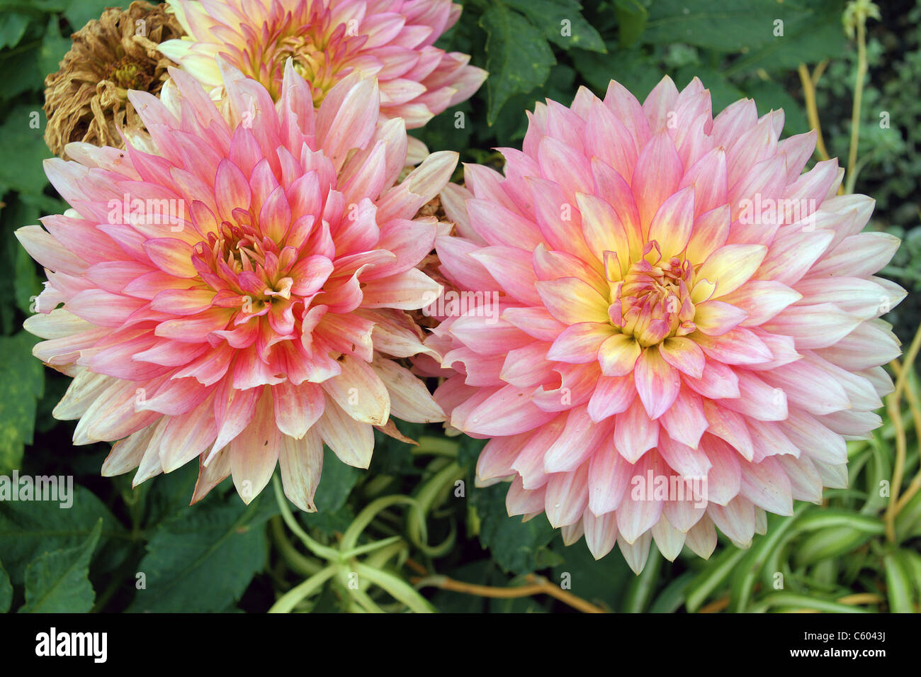 Two pink dahlias hi-res stock photography and images - Alamy