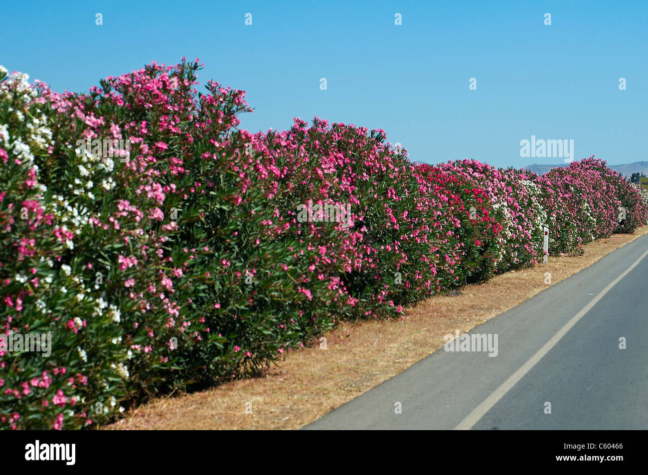 The colourful  flowering roadsides in early summer in Paphos Southern Cyprus Stock Photo