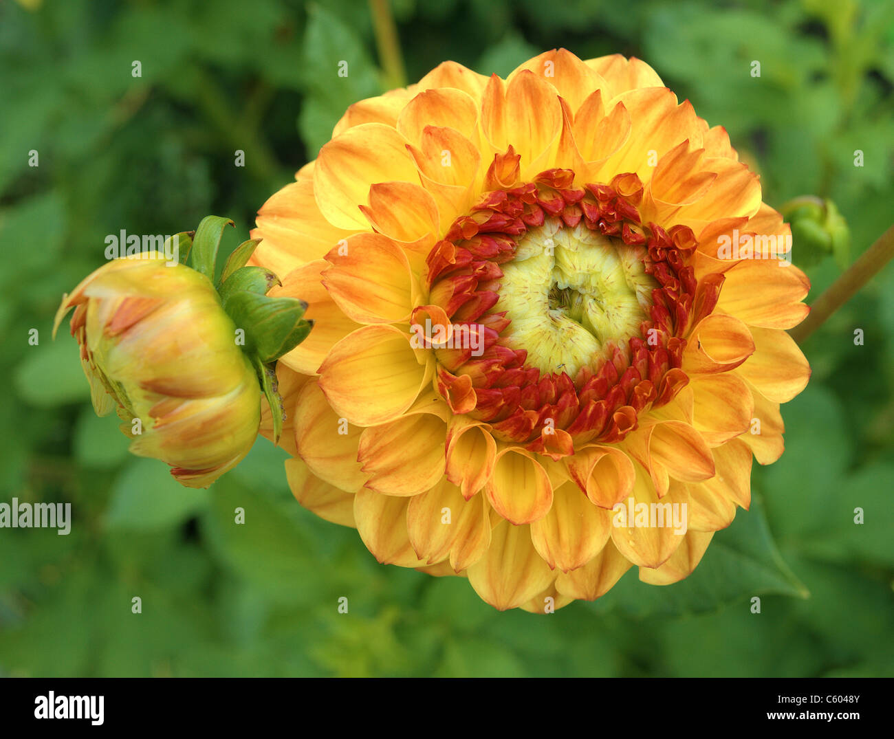 Dahlia Close High Resolution Stock Photography and Images - Alamy