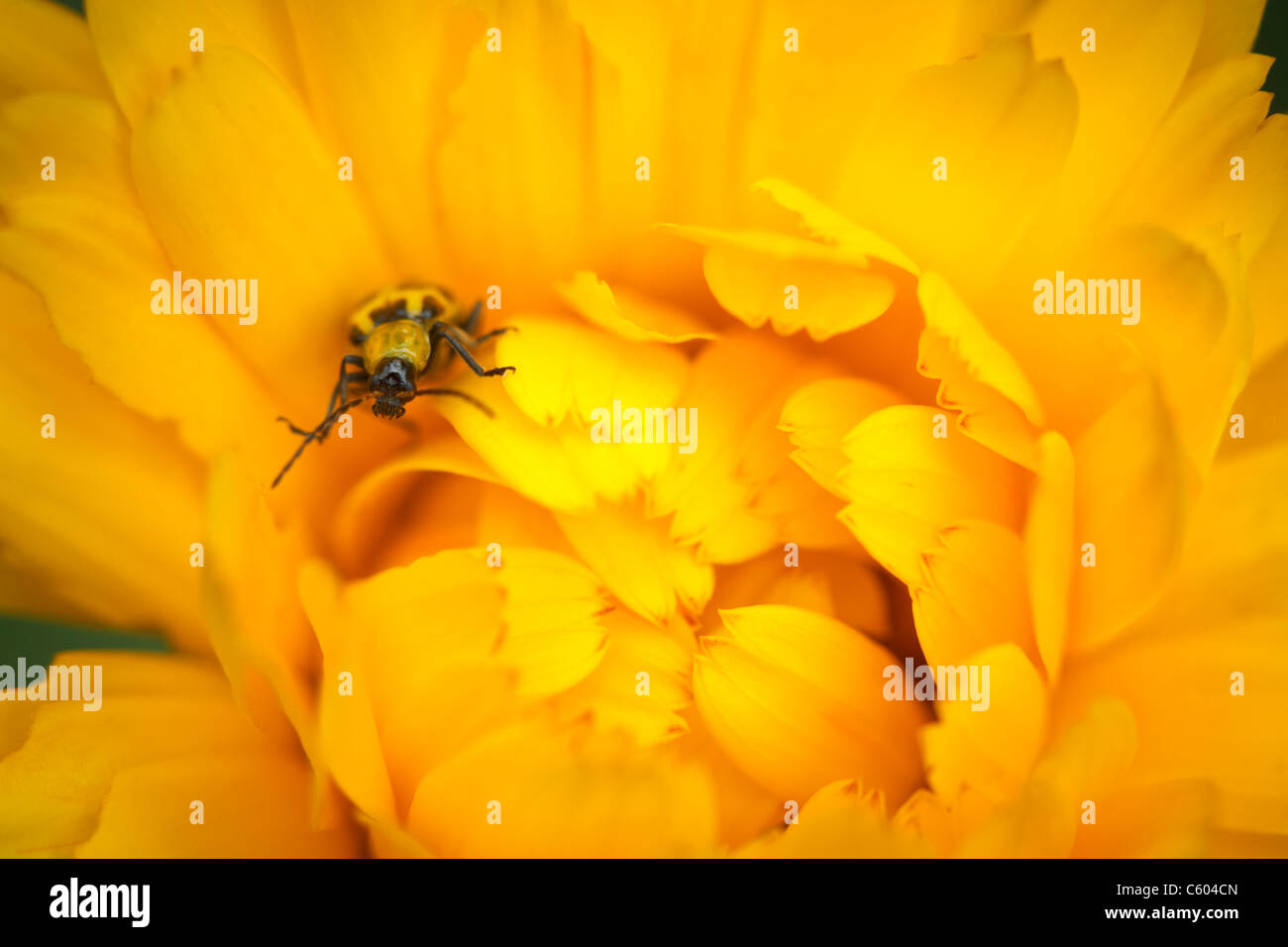 close up spotted cucumber beetle on yellow calendula flower Stock Photo