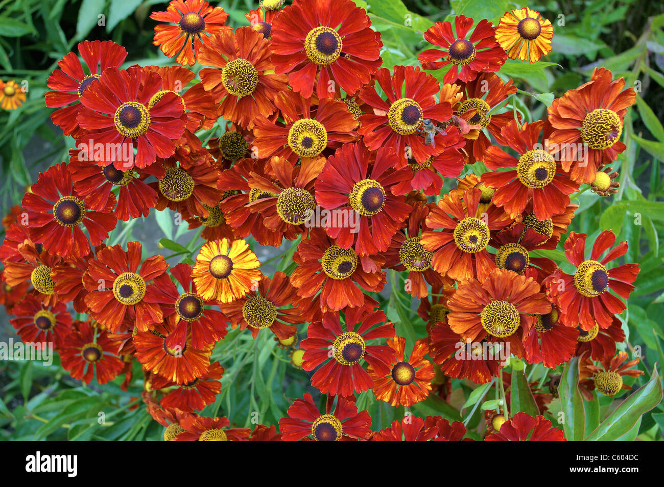 Red orange Helen's flowers cluster Helenium Stock Photo