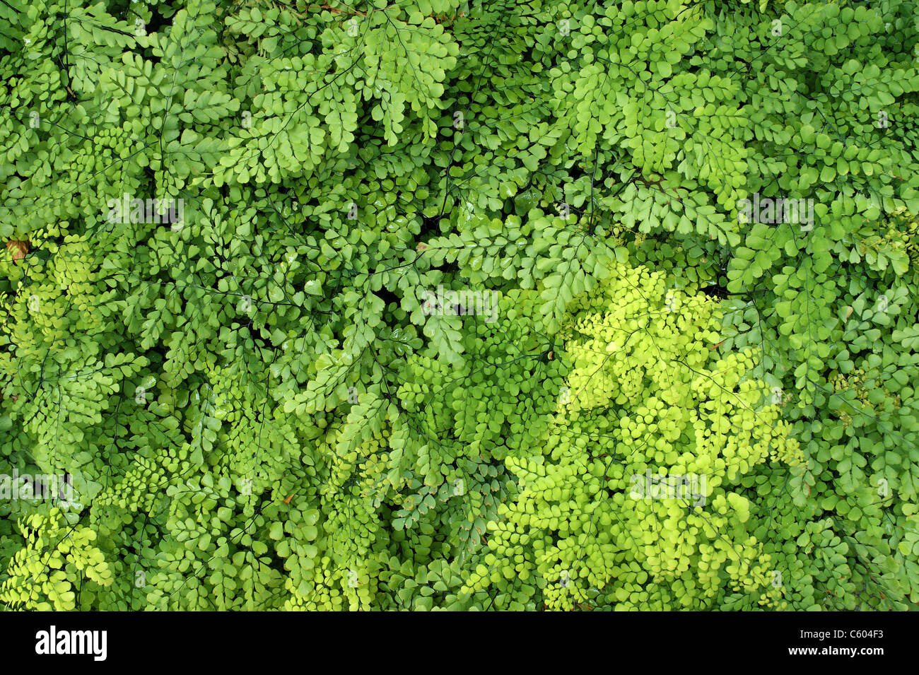 Maidenhair fern green leaves Adiantum venustum Stock Photo
