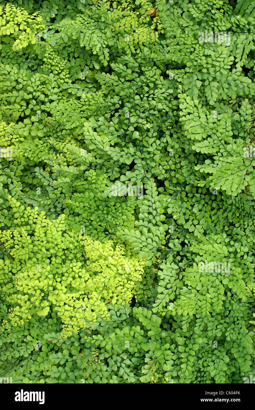 Maidenhair fern green leaves Adiantum venustum Stock Photo