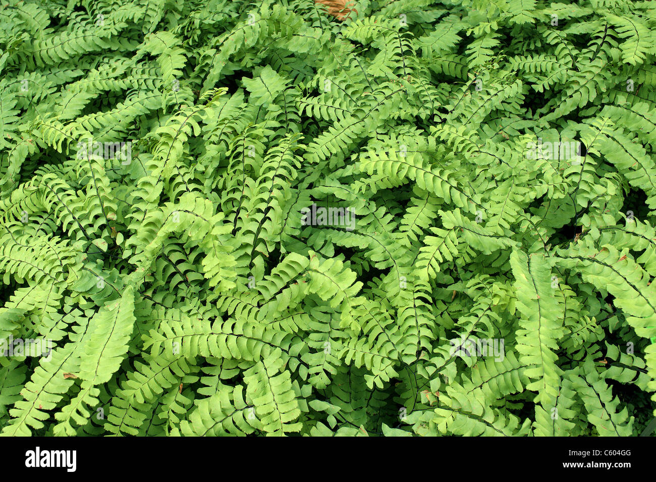 Maidenhair Fern High Resolution Stock Photography And Images Alamy
