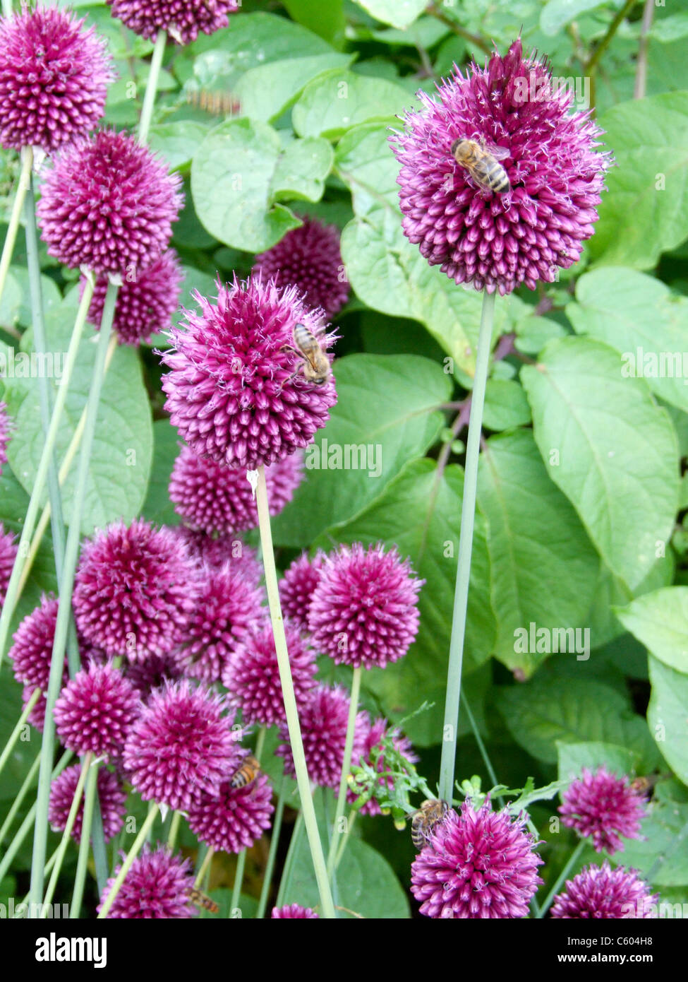 garden bees Stock Photo