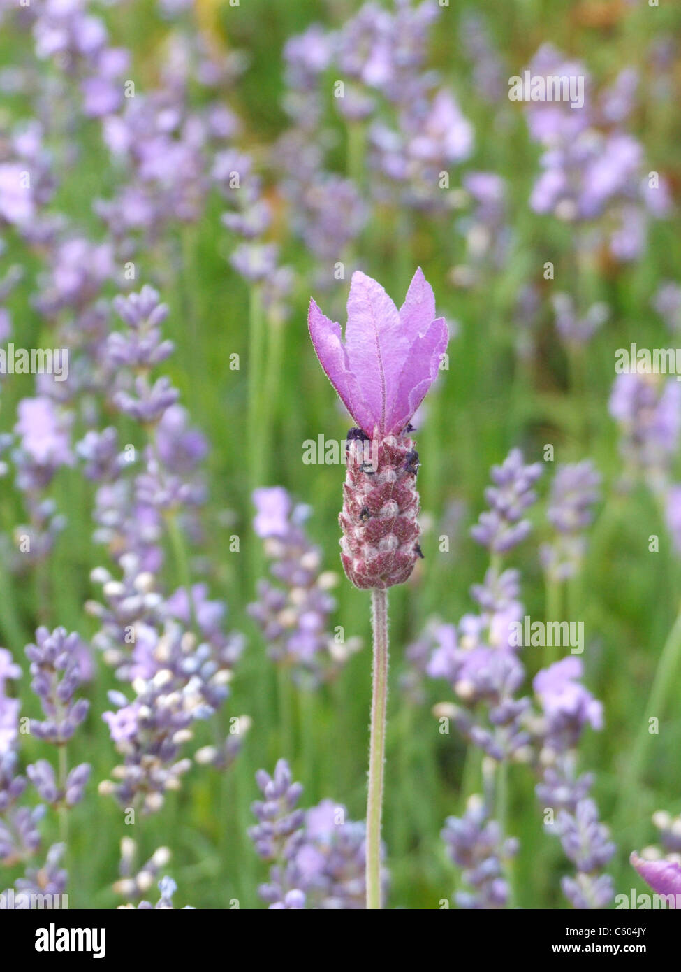 flowers of the lavender plant Stock Photo