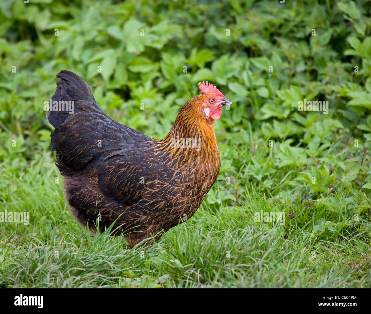 Fine free range chicken hen in farmyard vegetation Stock Photo