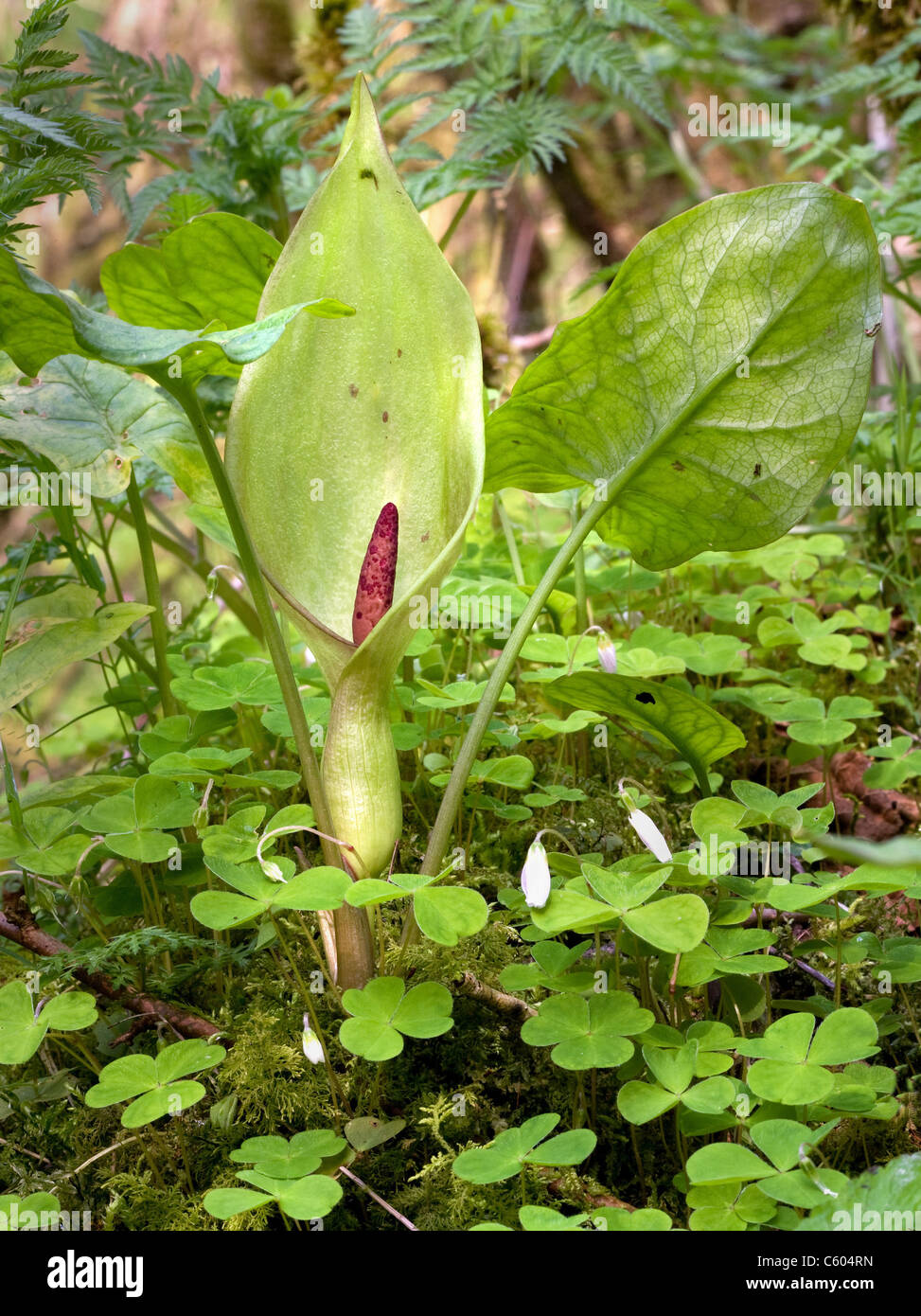 Lords and Ladies or Cuckoo Pint Arum maculatum growing in Derbyshire woodland Stock Photo