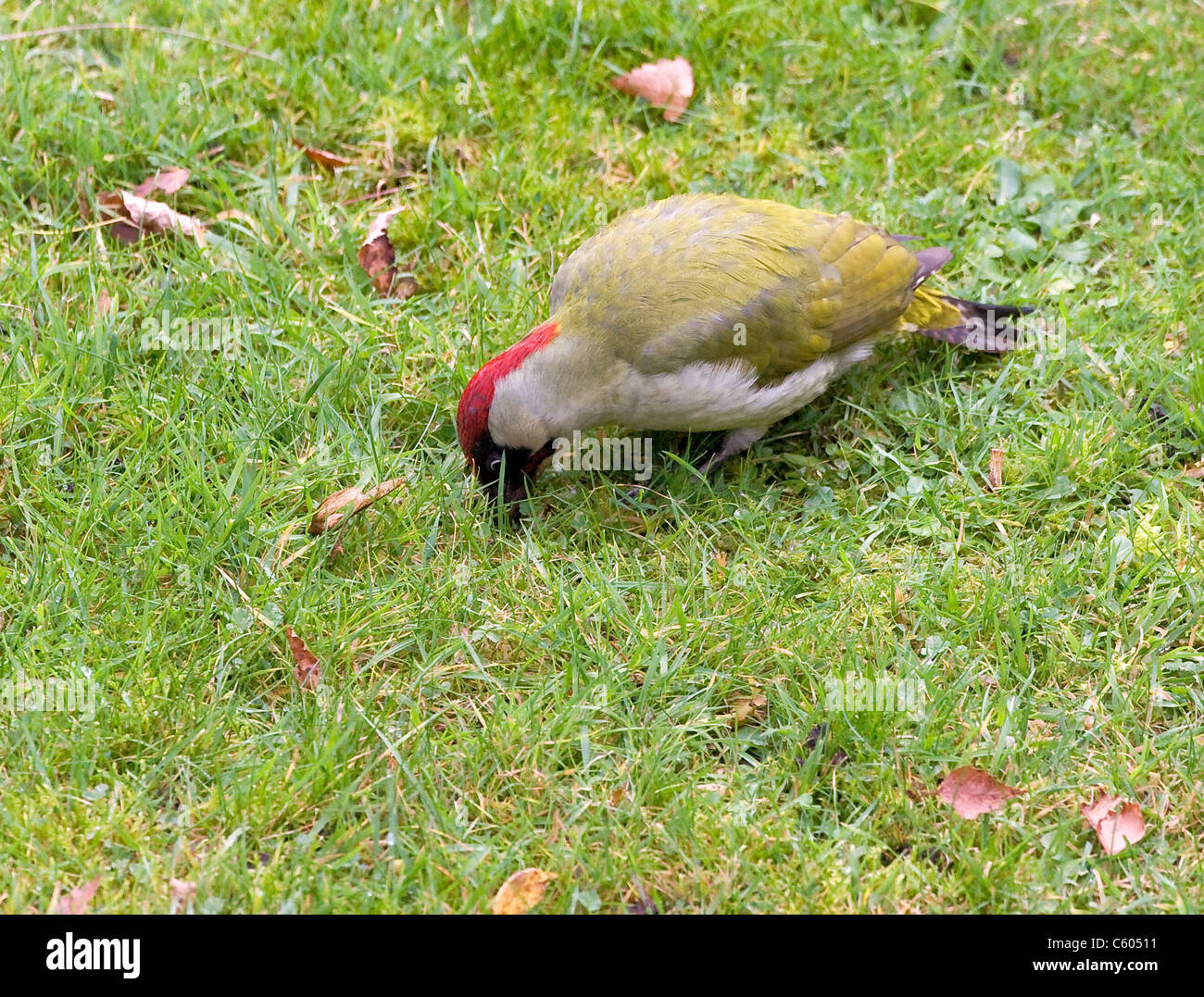 Green Woodpecker Picus viridis anting on a garden lawn Stock Photo