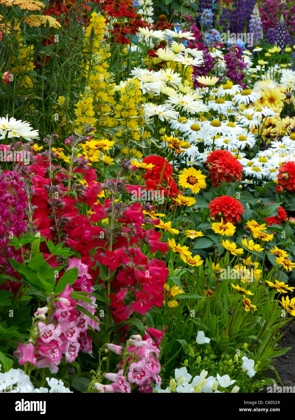 Mixed colourful flower border in a country garden in summer Stock Photo