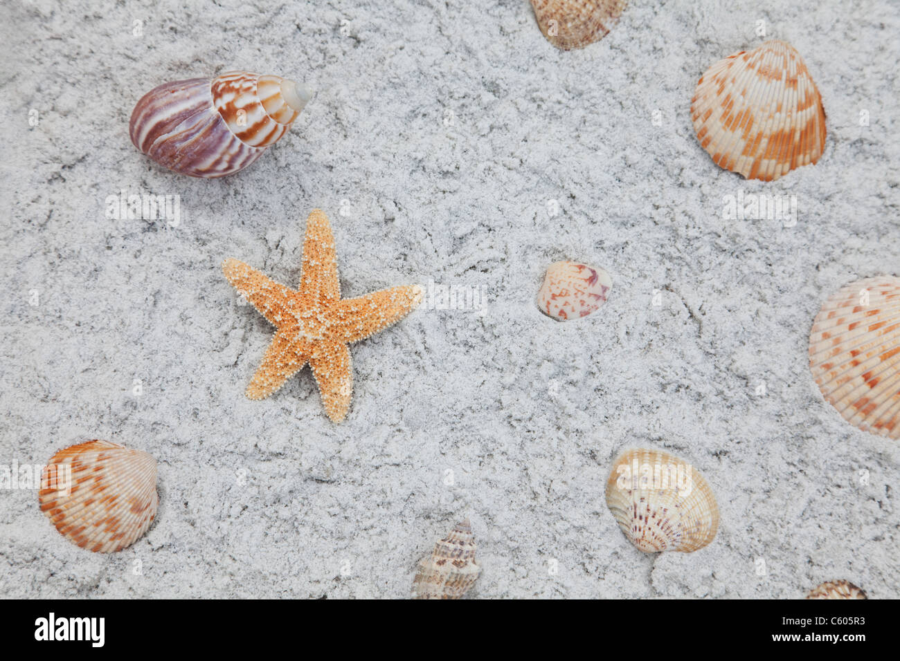 USA, Florida, St. Pete Beach, Starfish and seashells on sand Stock ...