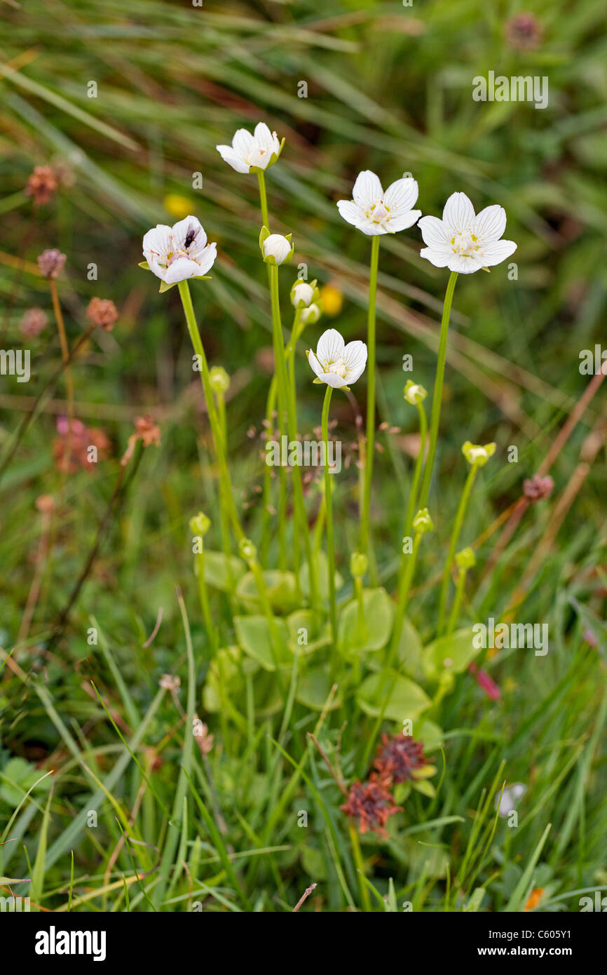 Grass of Parnassus Parnassia palustris growing in a Derbyshire limestone dale Stock Photo