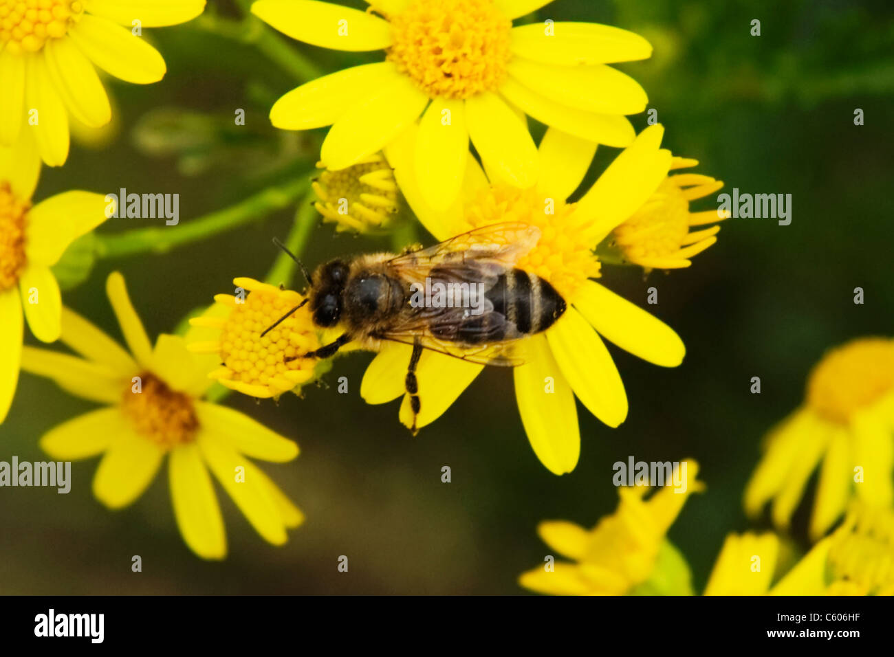 London Parliament Hill , Hampstead Heath , honeybee or honey bee or drone or Apis Mellifera on yellow wild daisies Stock Photo