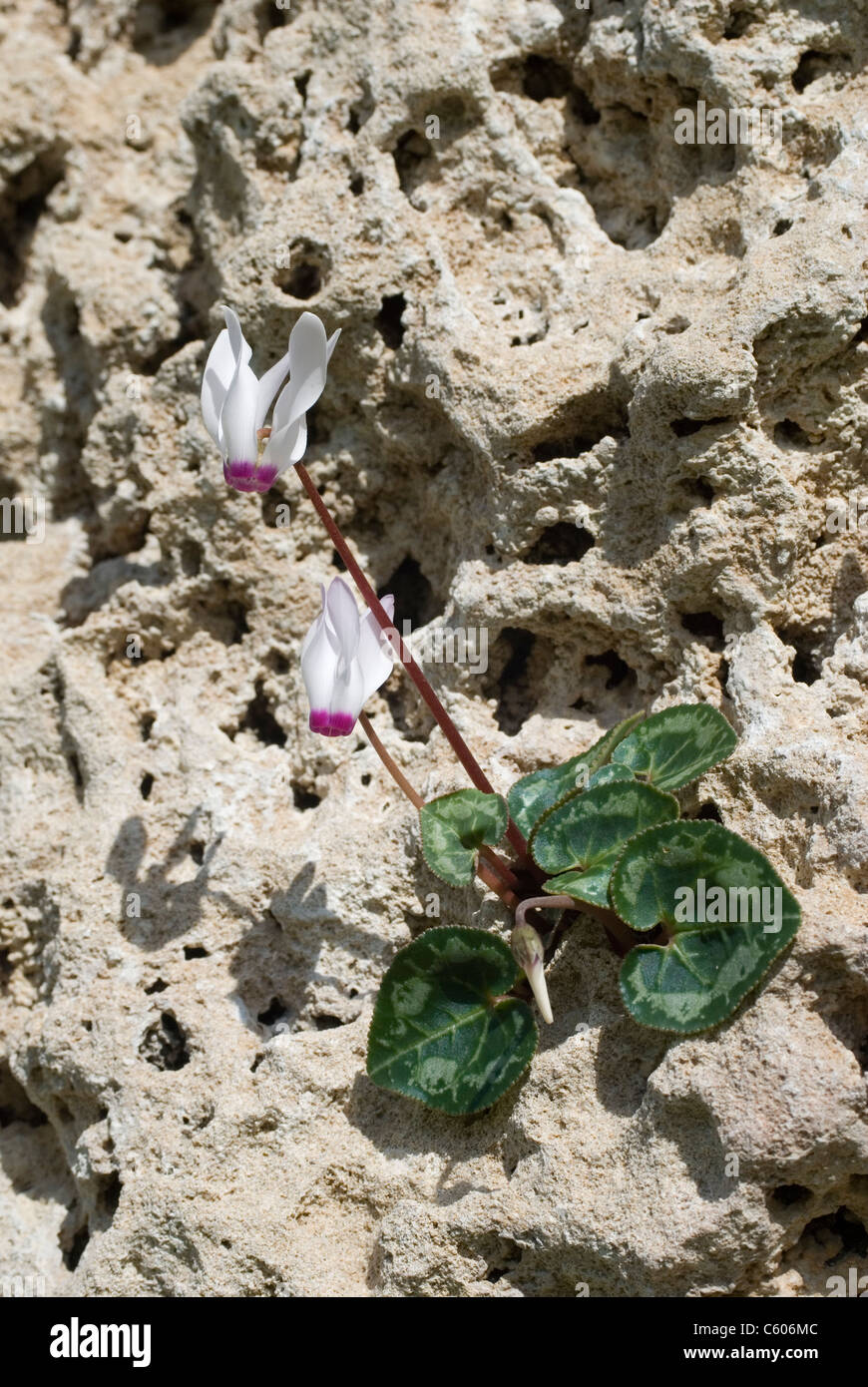 wild flower Cyclamen persicum growing in its natural habitat in Cyprus showing just two flowers Stock Photo