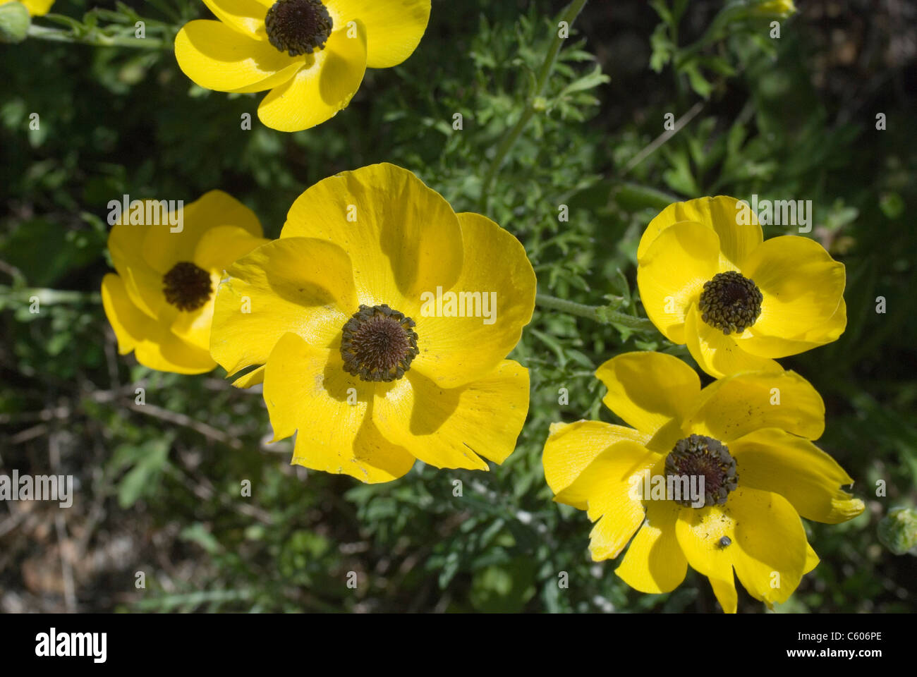 Yellow Turban buttercup, Ranunculus asiaticus, in flower Stock Photo