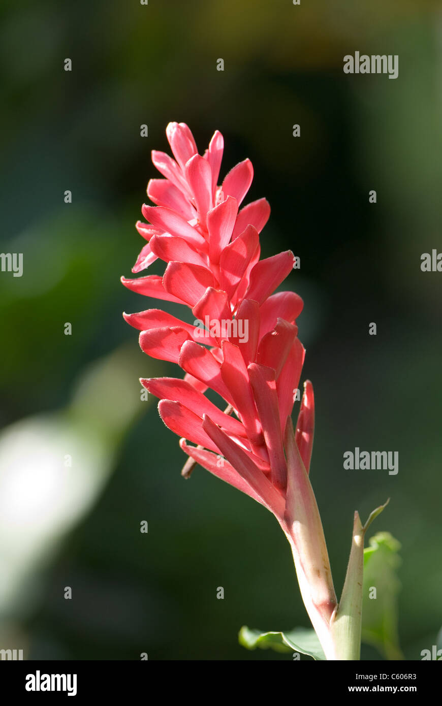 Eine tanzende Lady Ginger Blume in voller Blüte Stockfotografie - Alamy