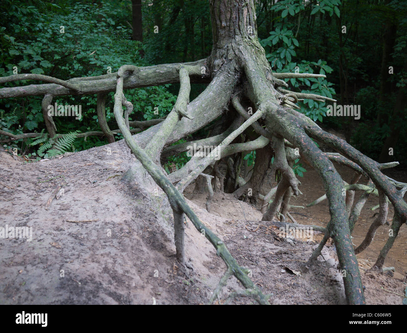 Tree roots exposed hires stock photography and images Alamy