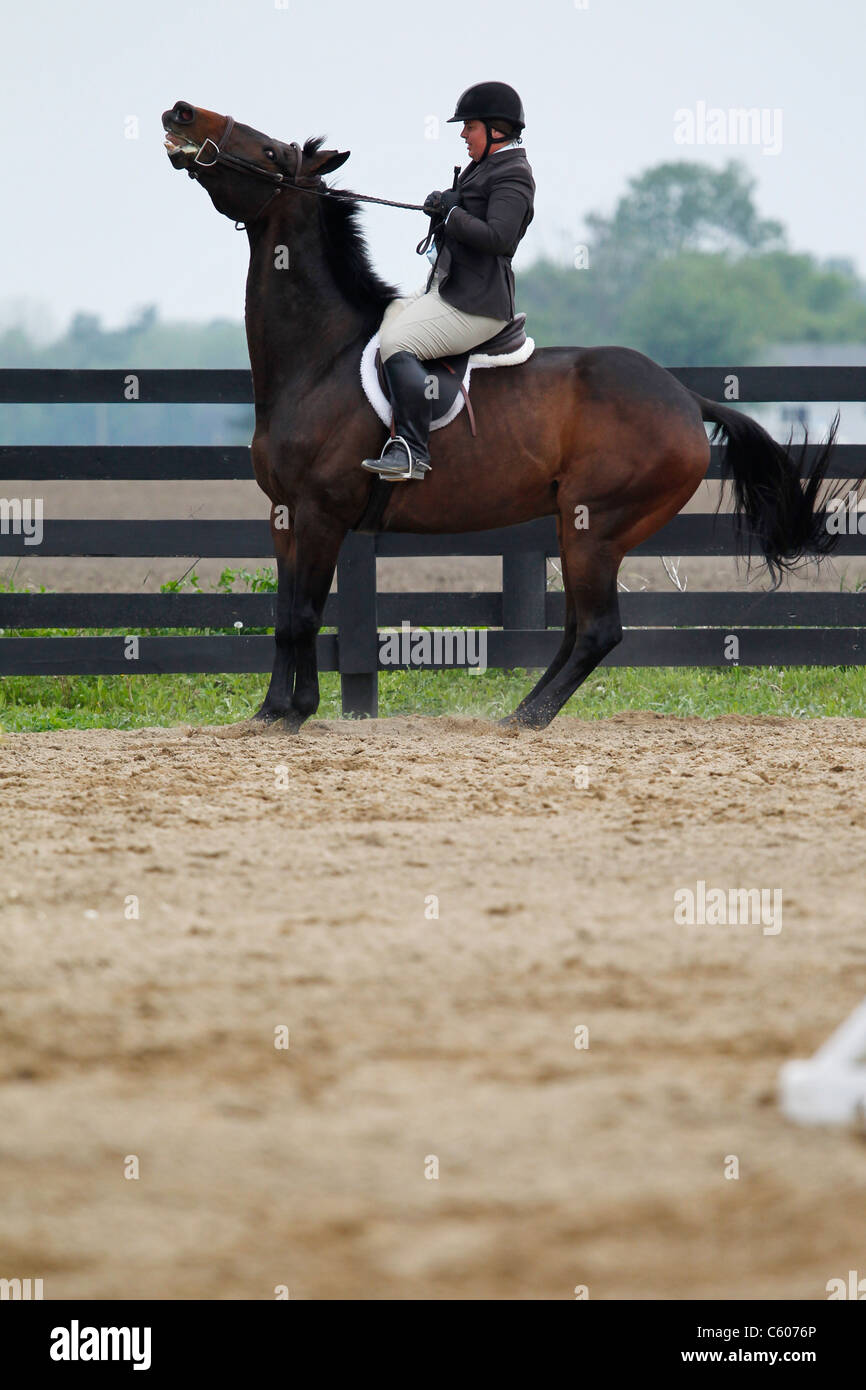 A rider having difficulty controlling her horse. Stock Photo