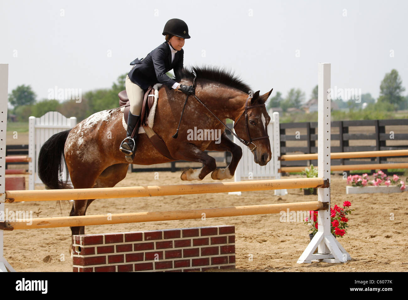 A horse and rider jumping a fence during a horse show Stock Photo - Alamy