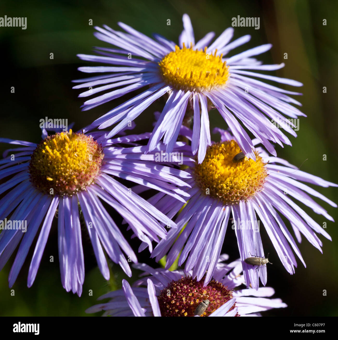 Clusters of leafy stems,1/2-2 1/2 ft. tall, rise from the woody rootstock of this perennial. Stock Photo