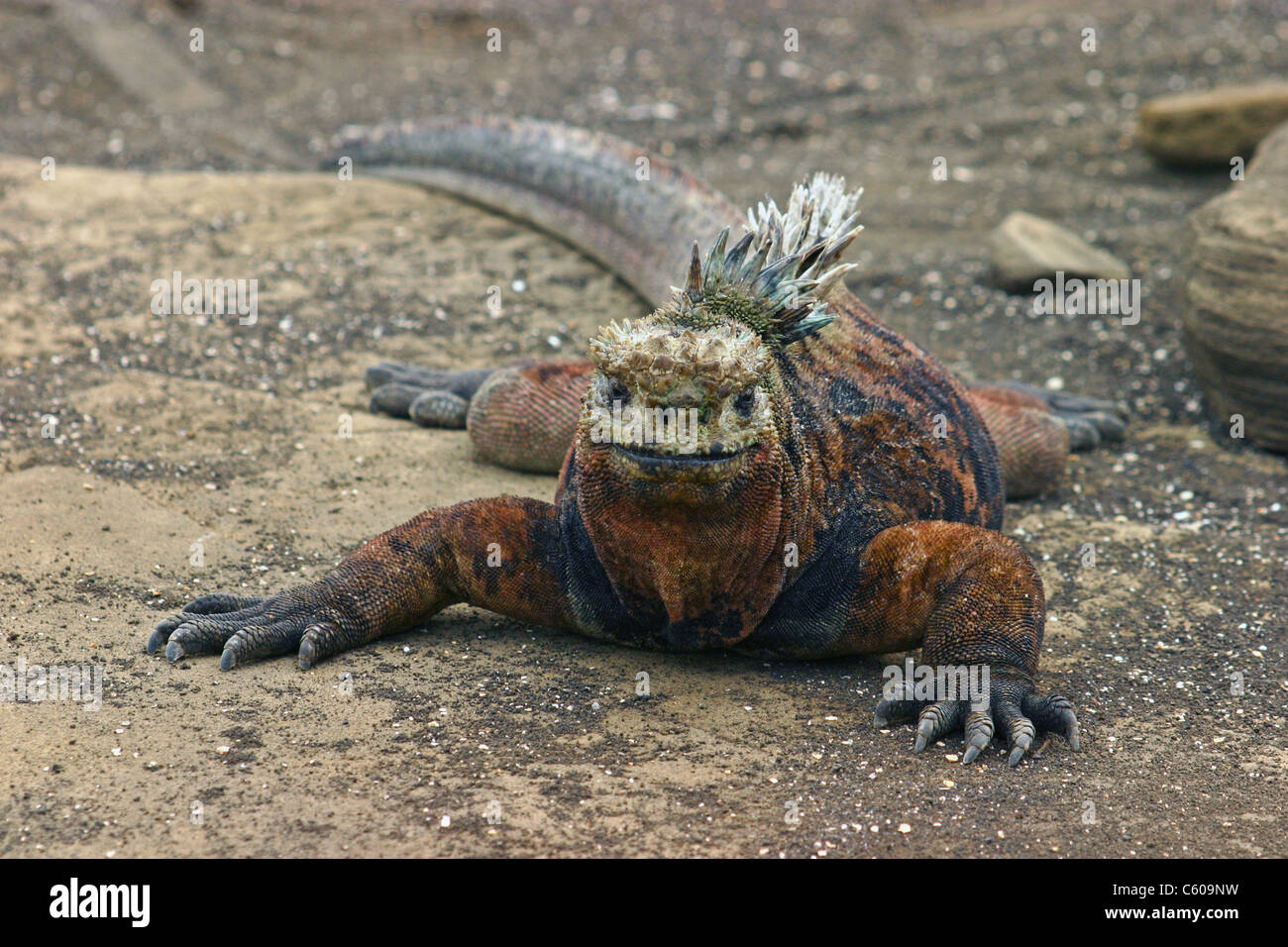 Marine iguana on Santiago Island, Galapagos Islands Stock Photo