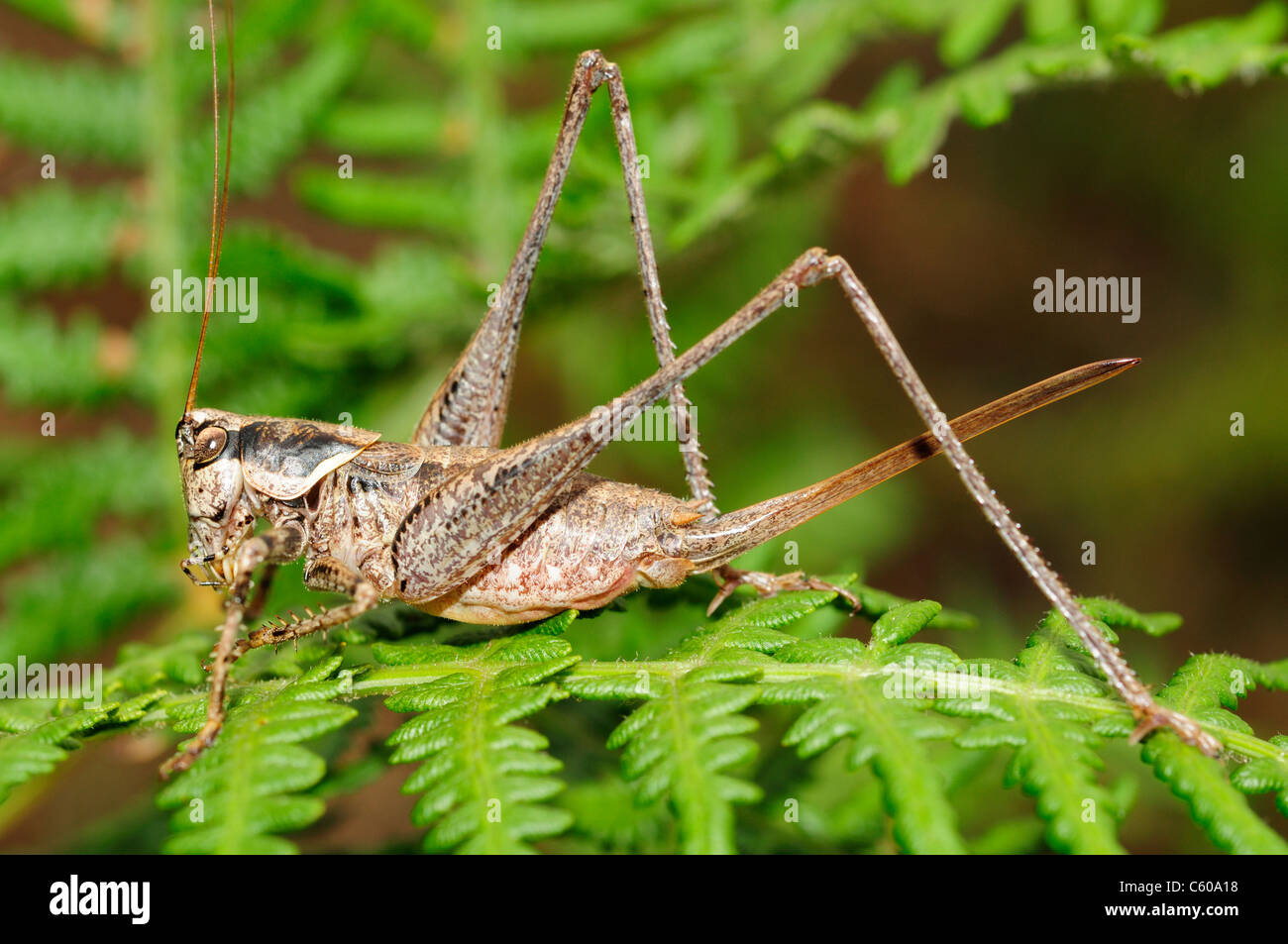 Female long-horned grasshopper (Antaxius spinibrachius) Stock Photo