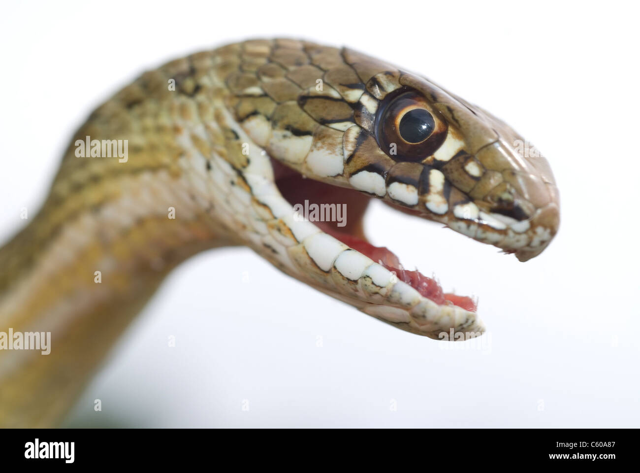 Montpelier Snake (Malpolon monspessulanum) Stock Photo