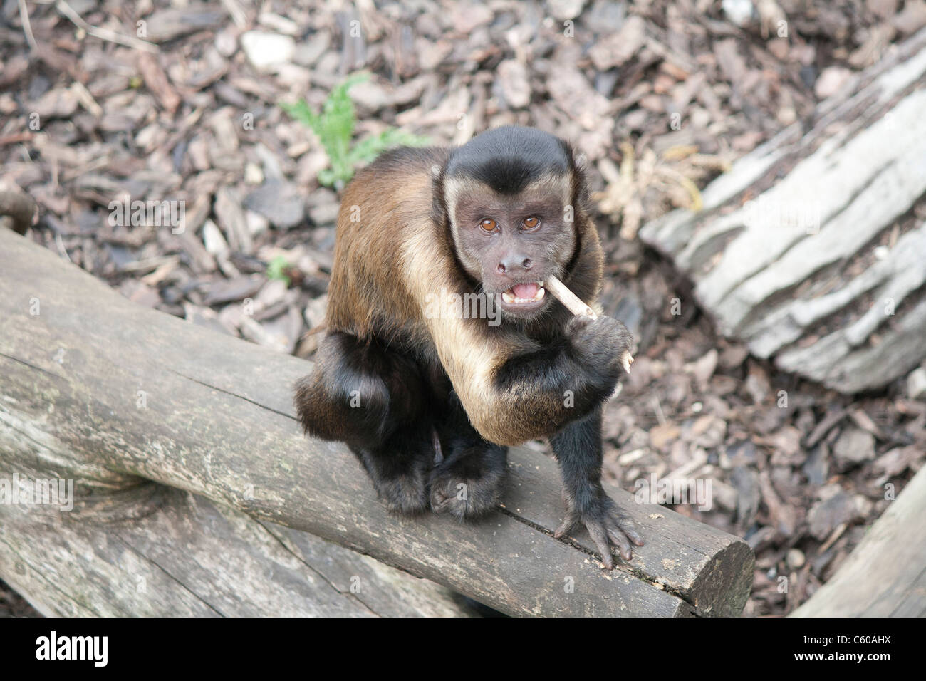 Tufted capuchin (brown capuchin/black-capped capuchin/Cebus apella) monkey playing with a stick while sitting on a log. Stock Photo