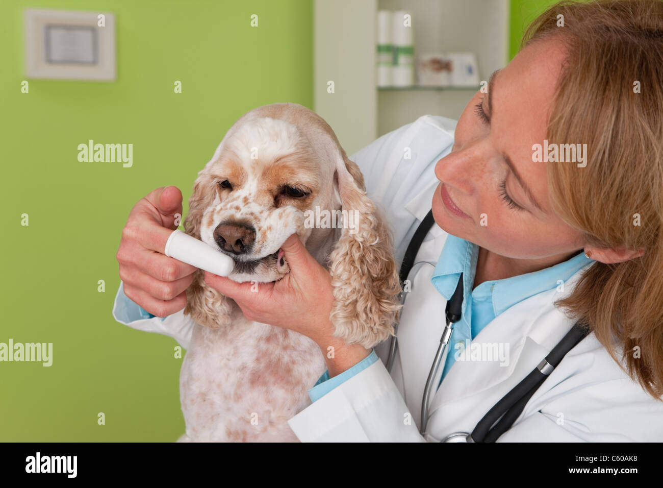 USA, Illinois, Metamora, Veterinarian brushing Cocker Spaniel dog's teeth Stock Photo
