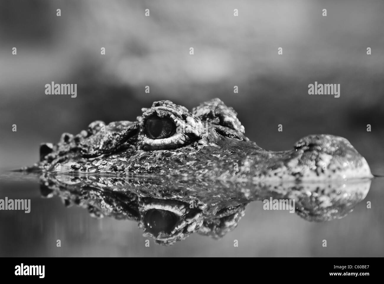 Alligator Close Up Stock Photo
