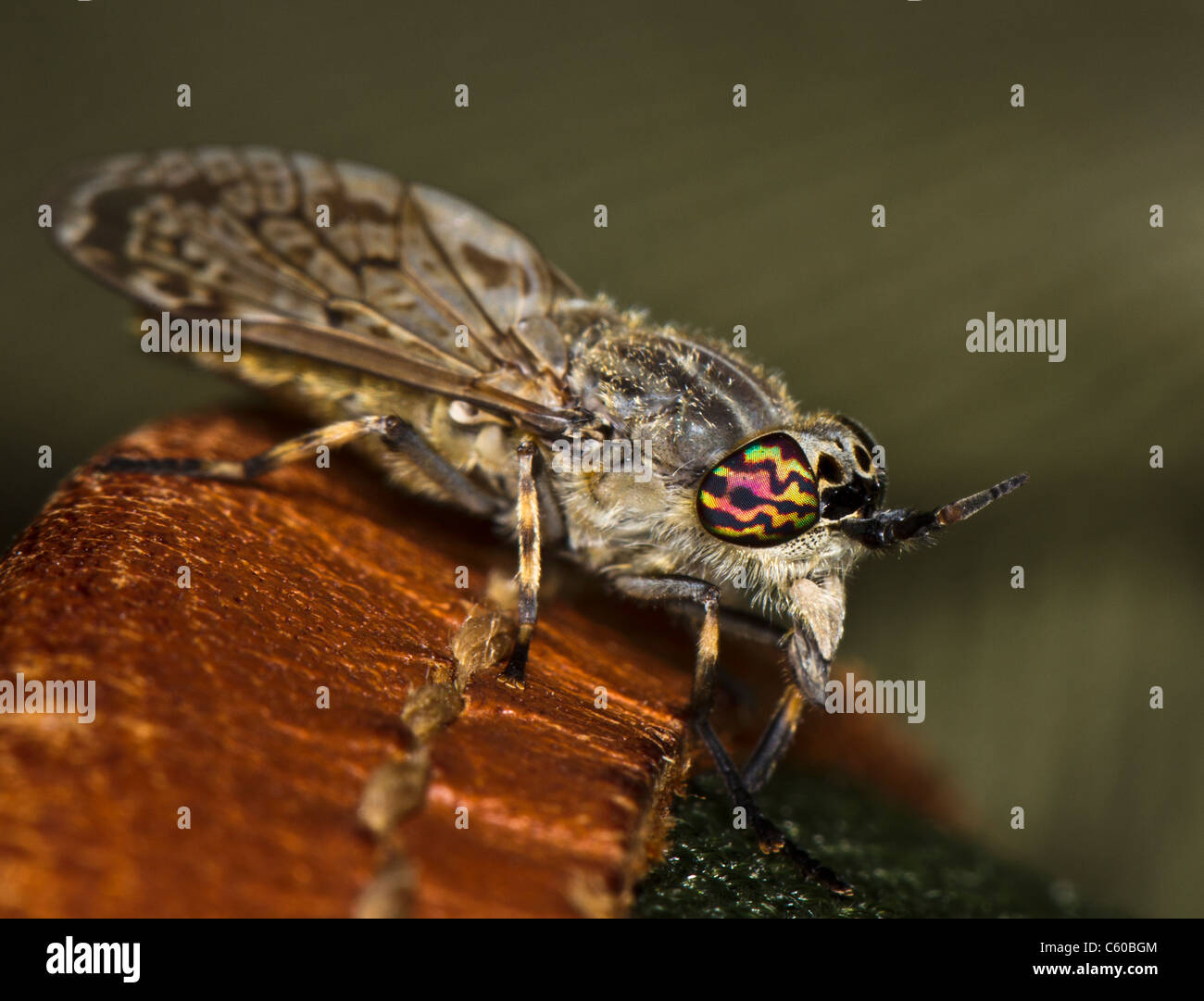 Haematopota pluvialis hires stock photography and images Alamy