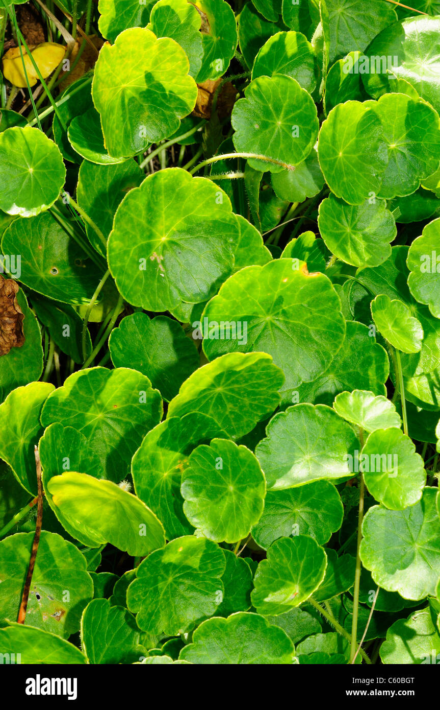 Marsh Pennywort (Hydrocotyle vulgaris) Stock Photo