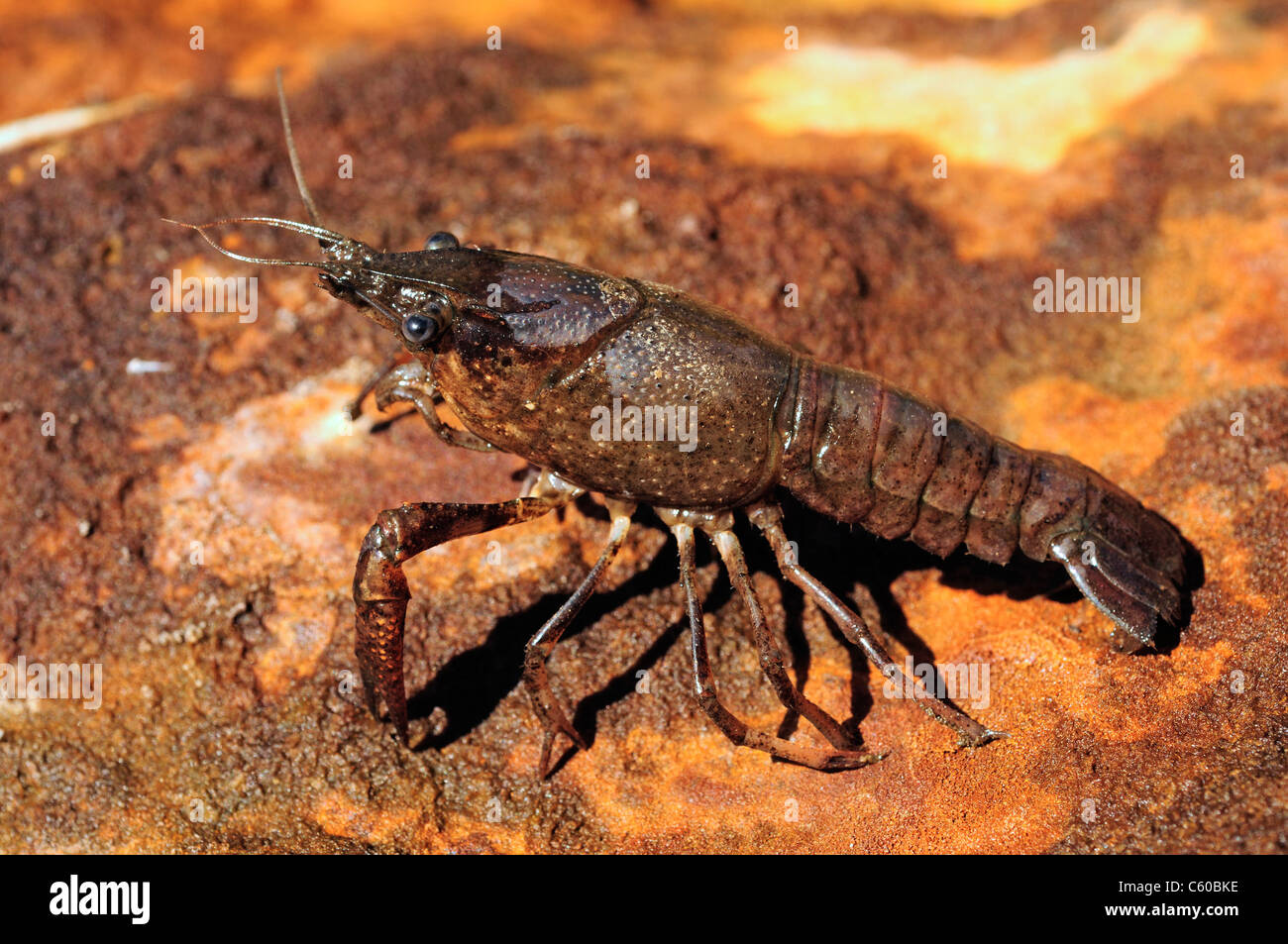 American Crawfish (Procambarus clarkii) Stock Photo