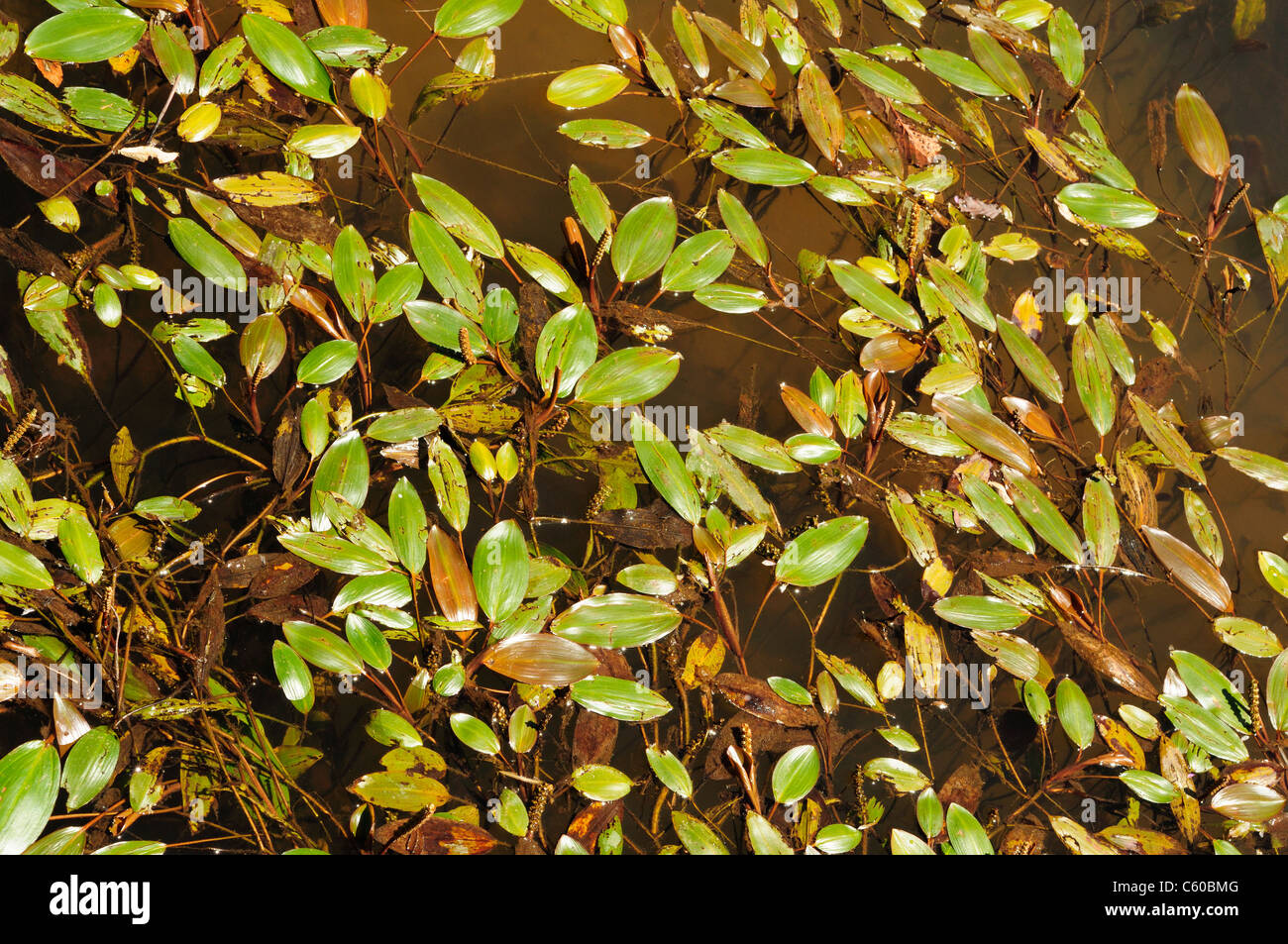 Bog Pondweed (Potamogeton polygonifolius) Stock Photo