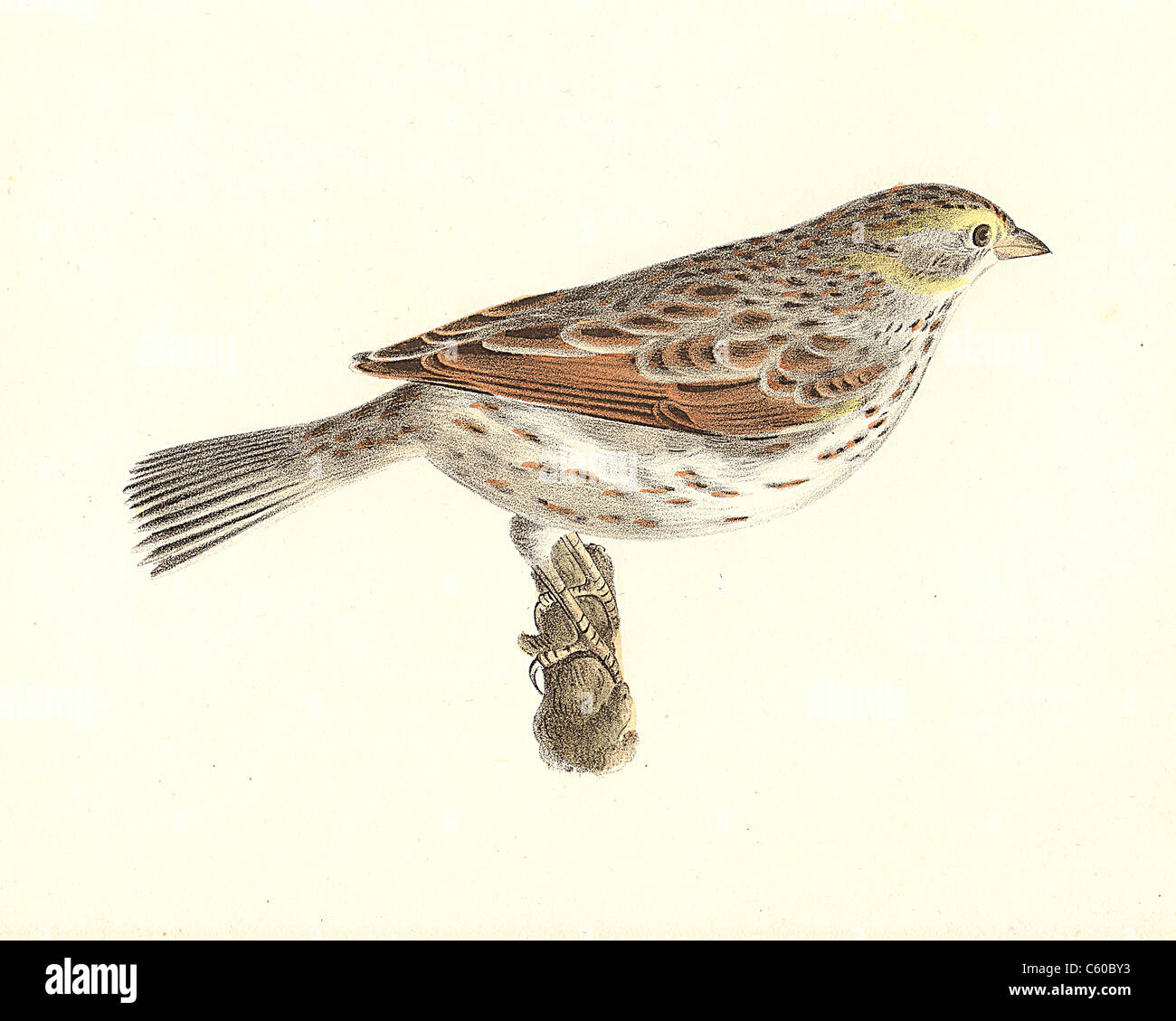 The Savannah Bunting, Savannah sparrow (Emberiza savana, Passerculus sandwichensis) vintage bird lithograph - James De Kay, Zoology of New York, Birds Stock Photo