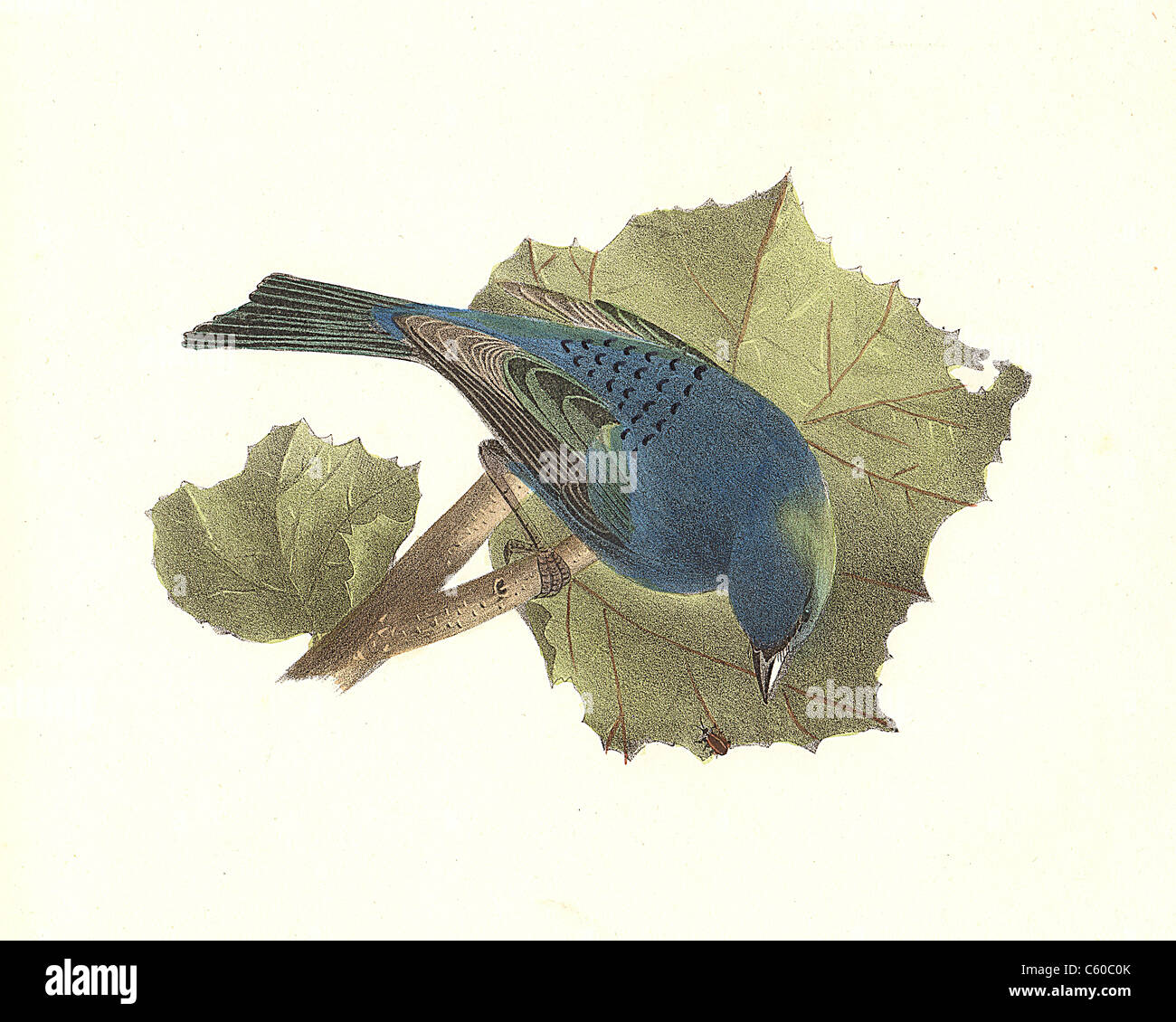 The Indigo-bird, Indigo Bunting (Spiza cyanea, Passerina cyanea) vintage bird lithograph - James De Kay, Zoology of New York, or the NY Fauna, Birds Stock Photo