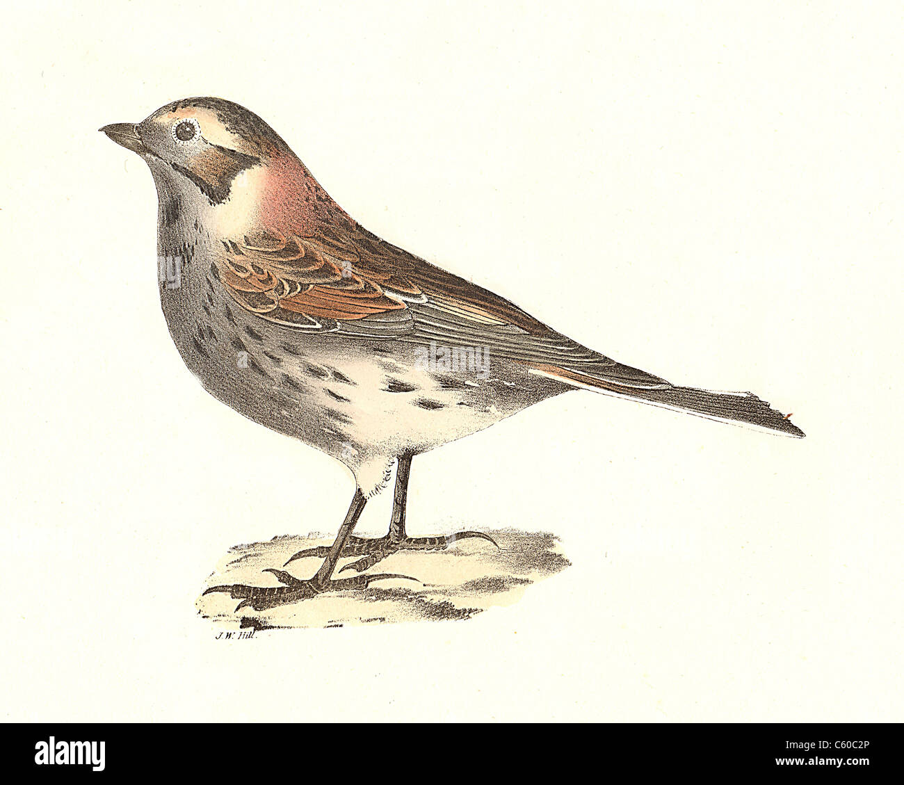 The Lapland Snowbird, Lapland Longspur, Lapland Bunting (Plectrophanes lapponica, Calcarius lapponicus) vintage bird lithograph, James De Kay NY Birds Stock Photo