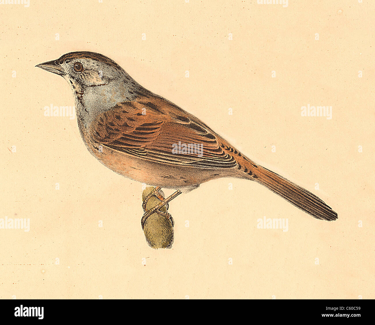 The Swamp Finch, The Swamp Sparrow (Ammodramus palustris, Melospiza georgiana) vintage bird lithograph, James De Kay Zoology of New York, Fauna, Birds Stock Photo