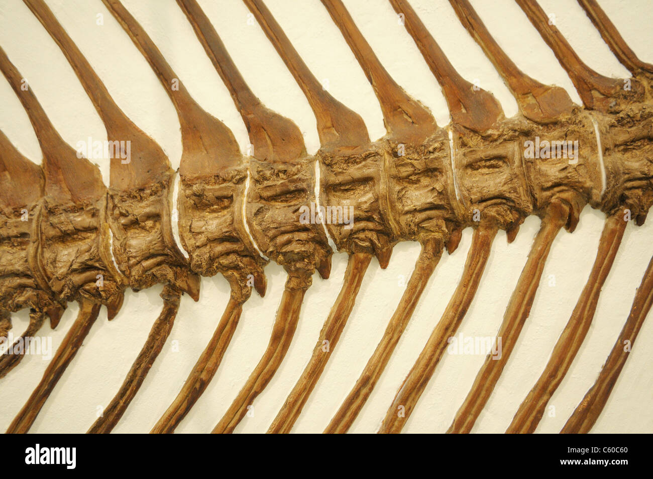 Fossilized backbone of a ray-finned fish, Xiphactinus audax, from the late Cretaceous Period Stock Photo