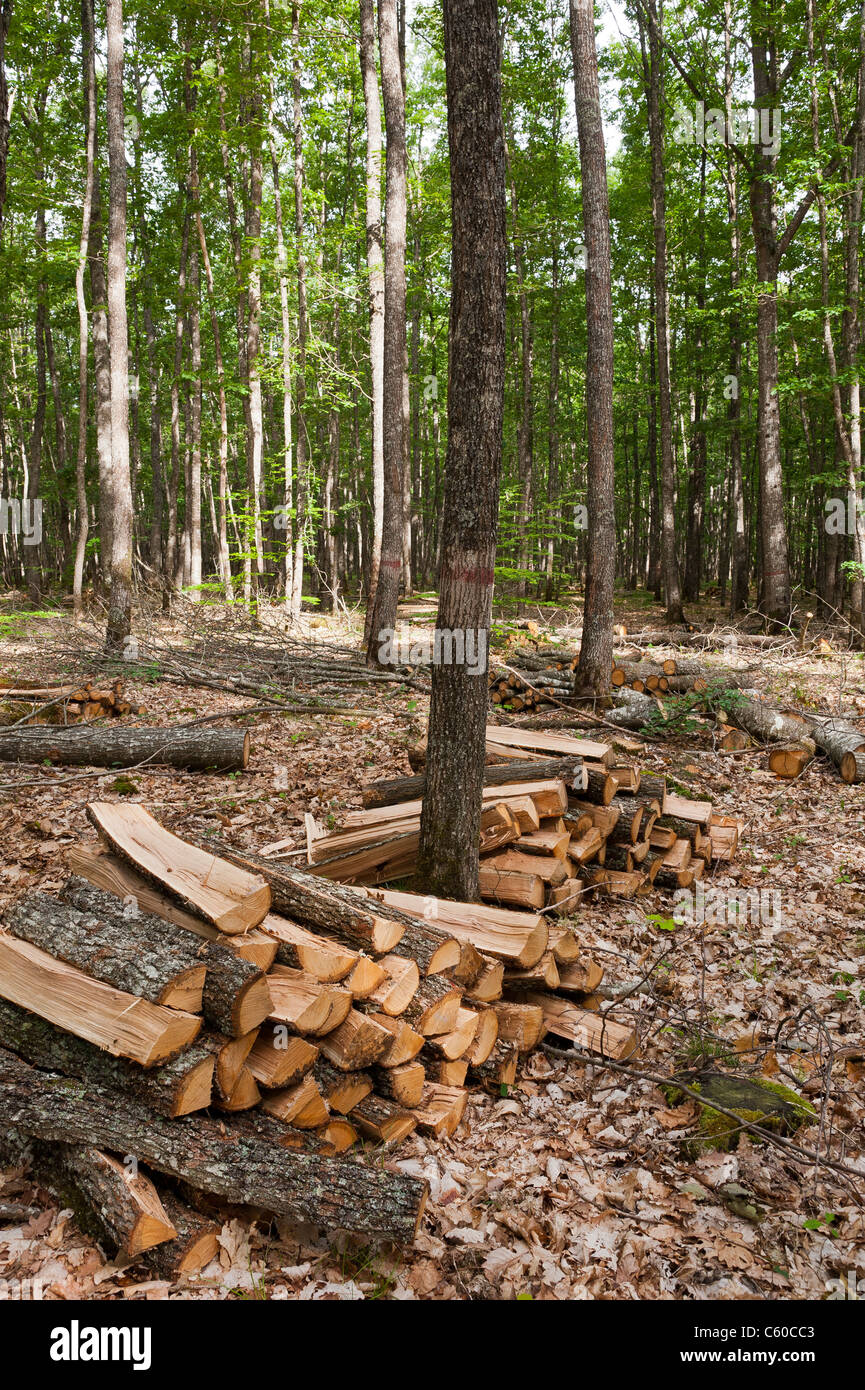 Wood stacks in Tronçais forest (03360), Allier,  Auvergne, France, Europe Stock Photo