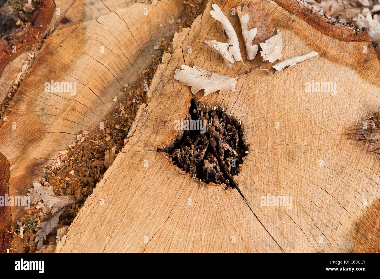 A stump of diseased of oak tree cut down Stock Photo Alamy