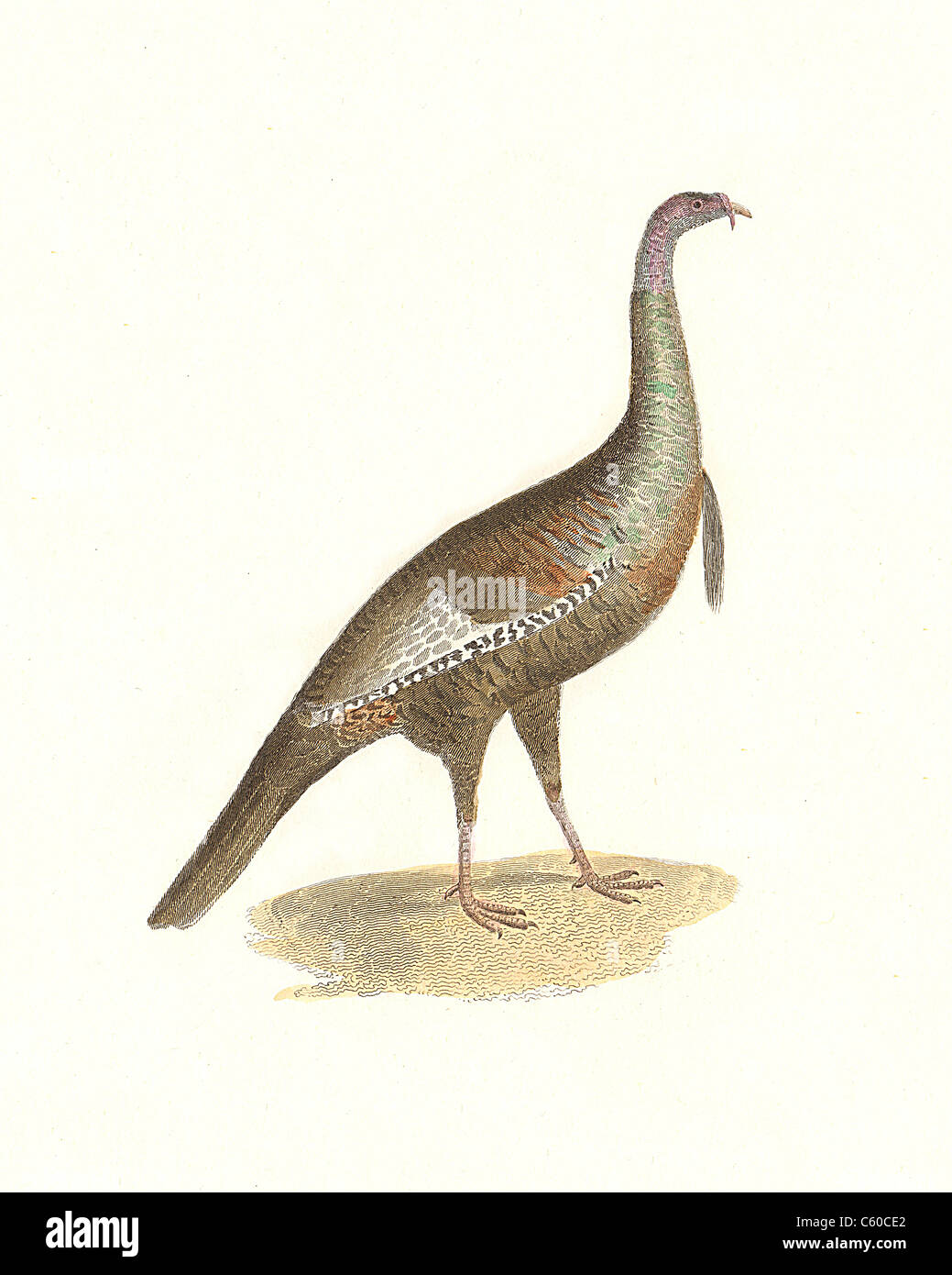 The Wild Turkey (Meleagris gallopavo) vintage bird lithograph - James De Kay, Zoology of New York, or the New-York Fauna, Part II, Birds Stock Photo