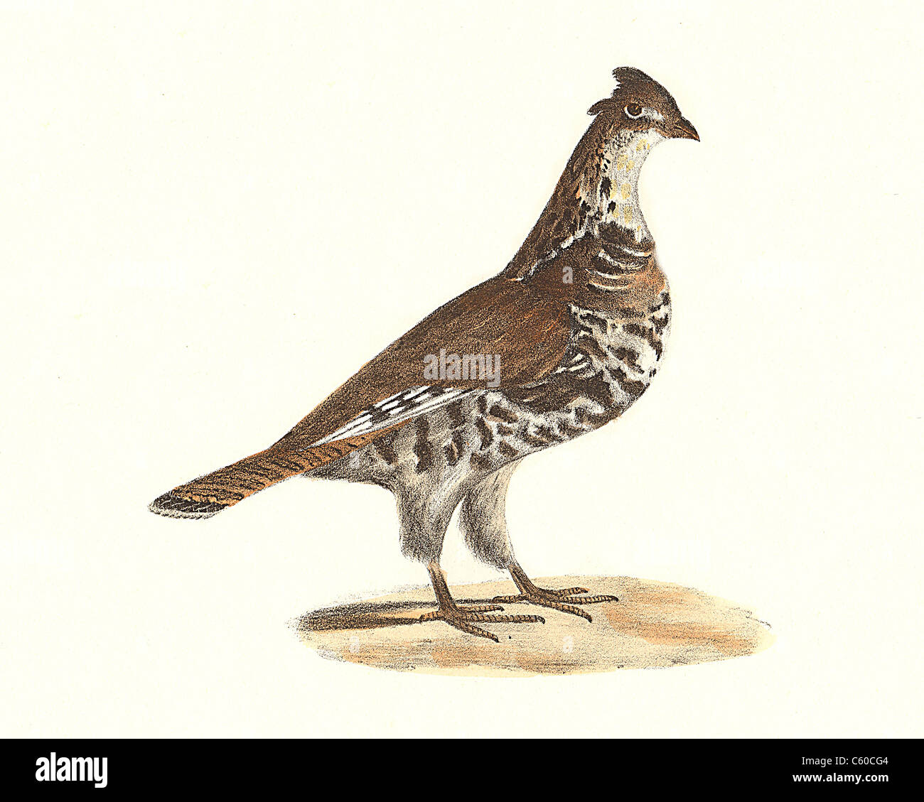 The Common Partridge, or Ruffed Grouse (Tetrao umbellus, Bonasa umbellus) vintage bird lithograph - James De Kay, Zoology of New York, NY Fauna, Birds Stock Photo