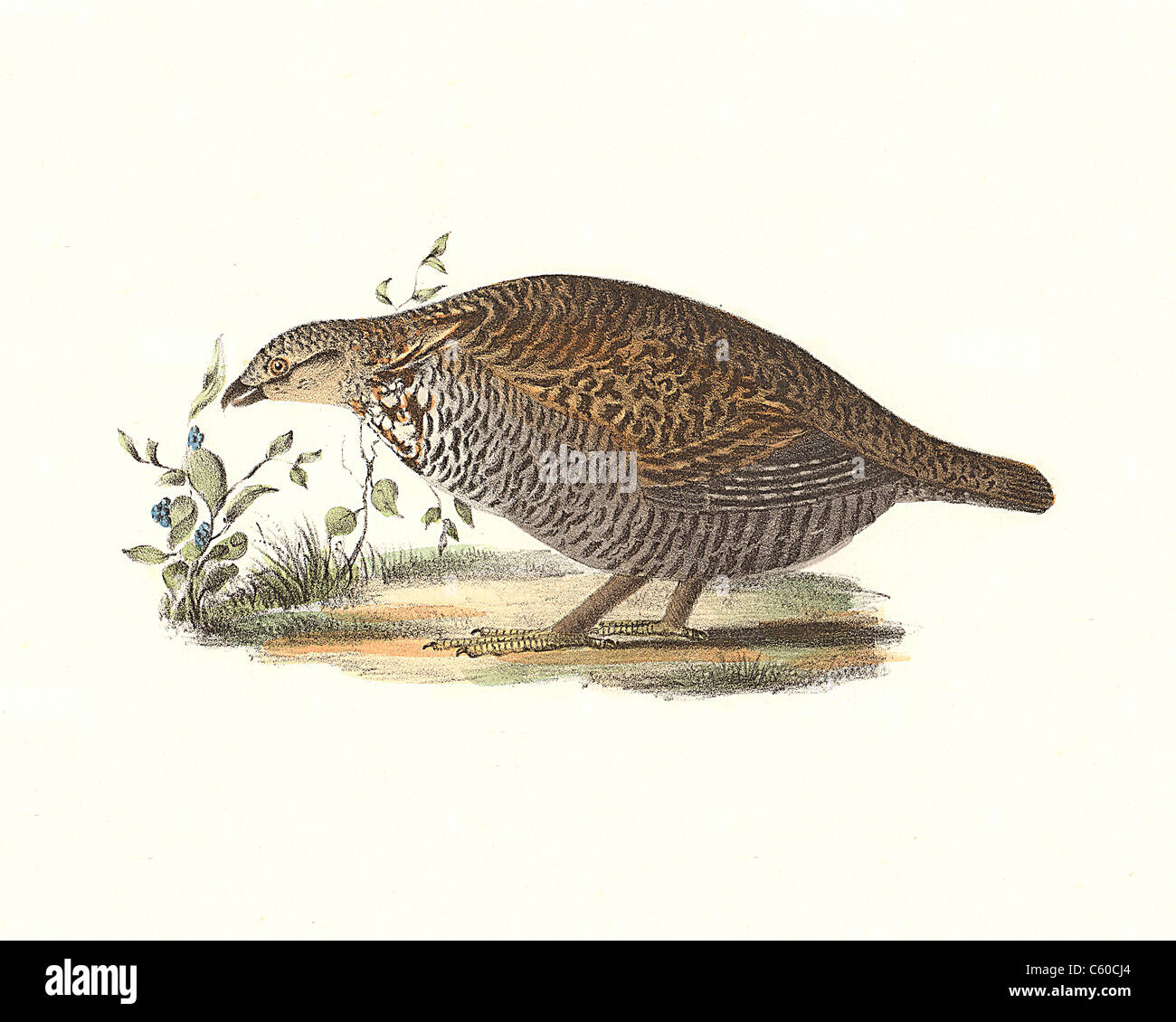 The Pinnated Grouse, Greater Prairie Chicken, Boomer (Tetrao cupido, Tympanuchus cupido)  vintage bird lithograph - James De Kay, Zoology of NY, Birds Stock Photo